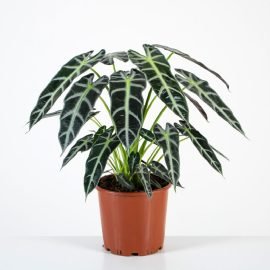 Alocasia Bambino