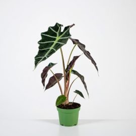 Alocasia Dwarf Amazonica