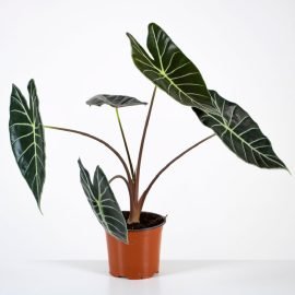 Alocasia Langiloba