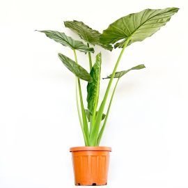 Alocasia macrorrhiza