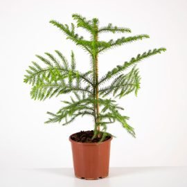 Araucaria