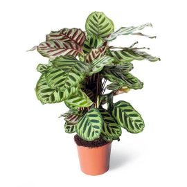 Calathea Makayona