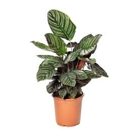 Calathea Ornata