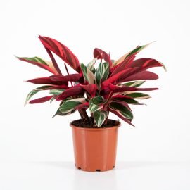 Calathea Triostar