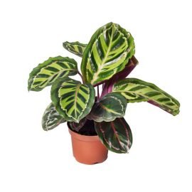 Calathea illustris