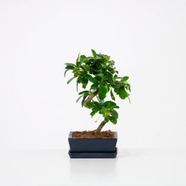 Carmona Retusa Bonsai