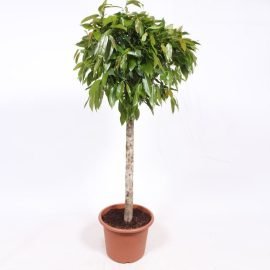 Ficus Amstel King