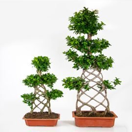 Ficus Ginseng Bonsai Net Shape