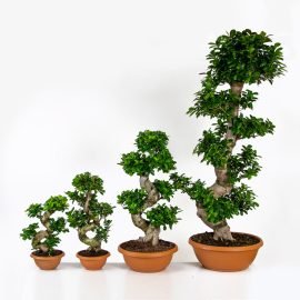 Ficus Ginseng Bonsai S Shape