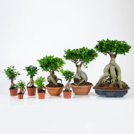 Ficus Ginseng Bonsai aşılı/aşısız