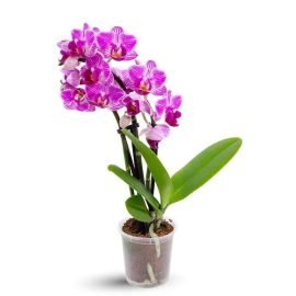 Phalaenopsis Mini