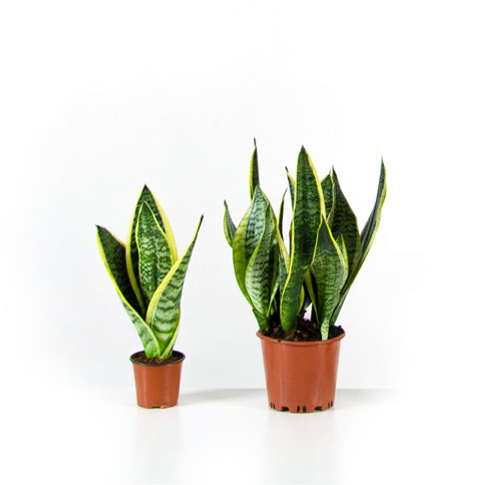 Sansevieria Superba – Gardenkoala