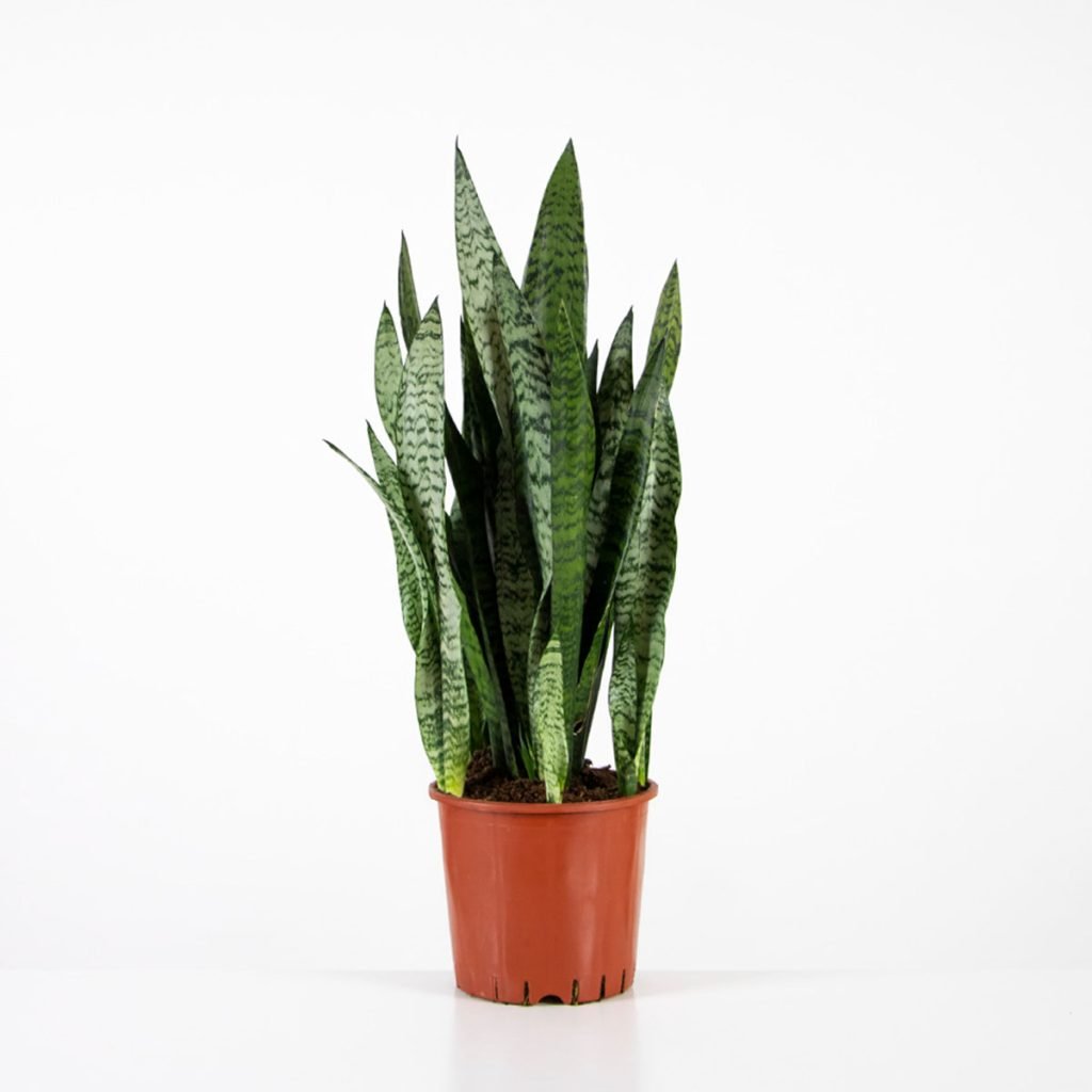 Sansevieria Zeylanica – Gardenkoala