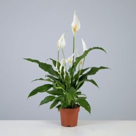 Spathiphyllum