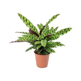 Calathea İnsignis