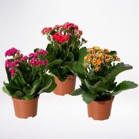 Kalanchoe