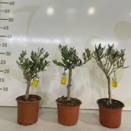 OLEA ZEYTİN ŞİŞELİ 12 CM